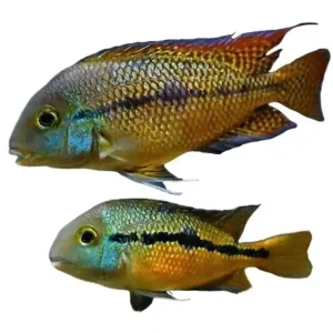Sale Nicaragua Buntbarsch (Hypsophrys nicaraguensis)